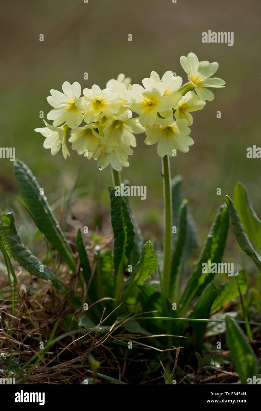 Oxlip flowers primula elatior hi-res stock photography and images - Alamy