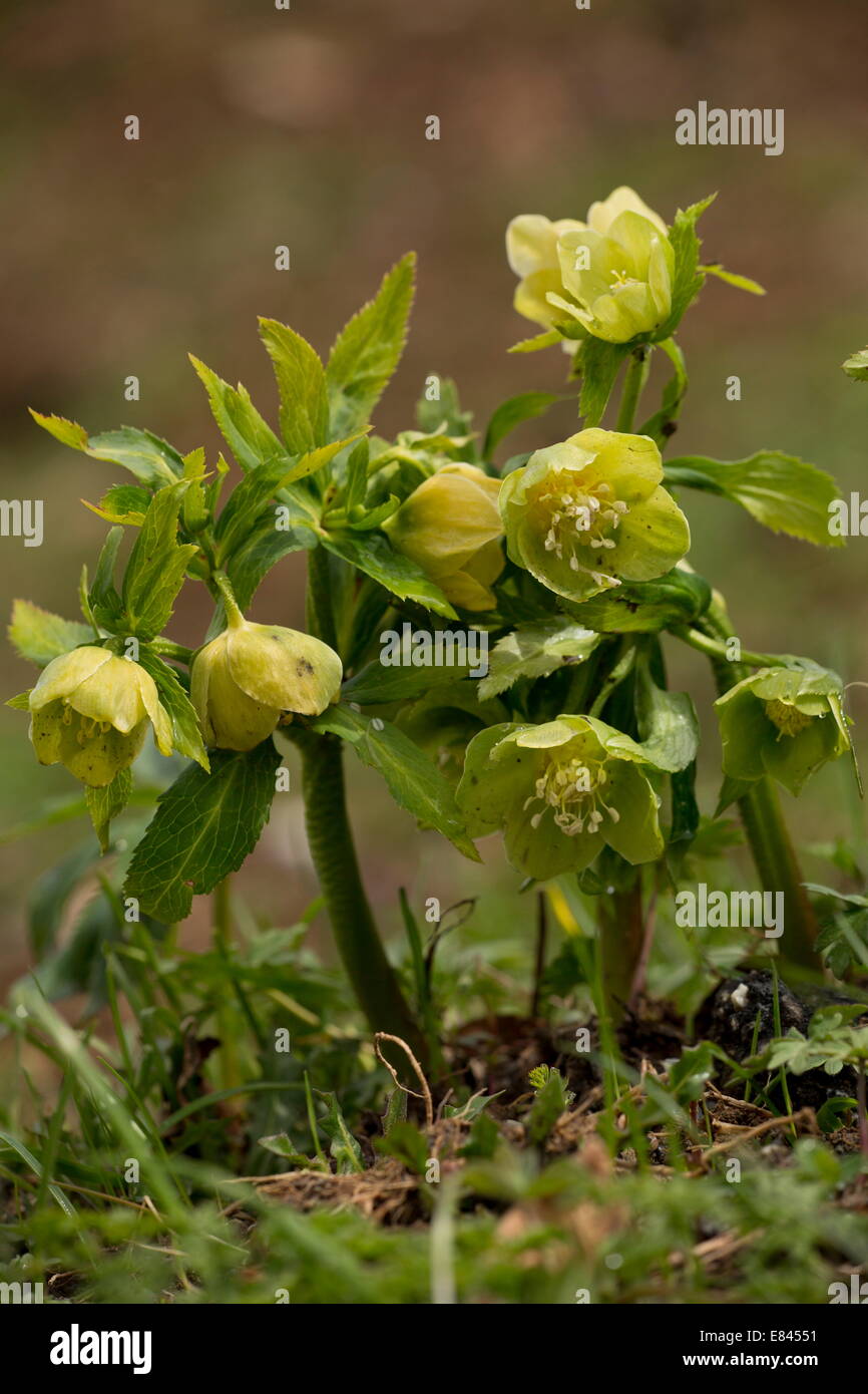 Green Hellebore, Helleborus viridis, in flower in early spring Stock