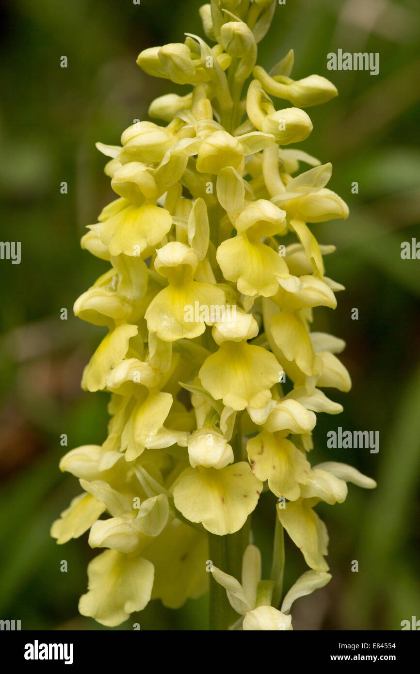 Pale Orchid, Orchis pallens in flower in early spring; Pyrenees, France. Stock Photo