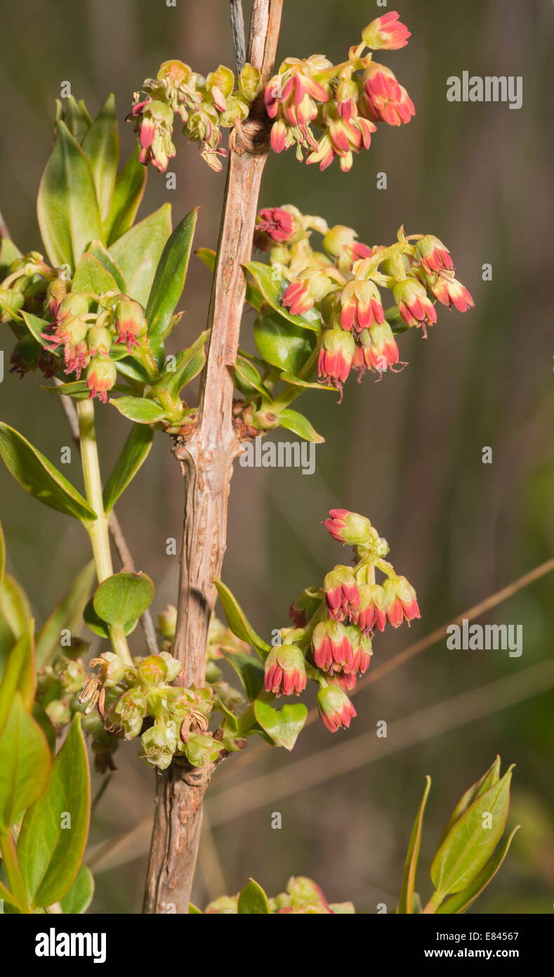 Myrtifolia Hi res Stock Photography And Images Alamy myrtifolia-hi-res-stock-photography-and-images-alamy