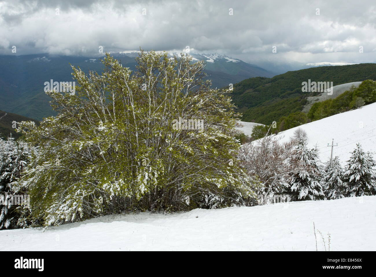 Snowy scene with beech trees in Monti Sibillini National Park, Italy. Stock Photo