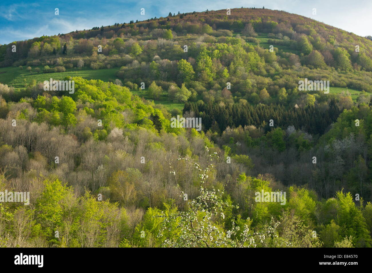 Wooded slopes of the Montagne de la Frau in spring; eastern Pyrenees near Montségur, France Stock Photo