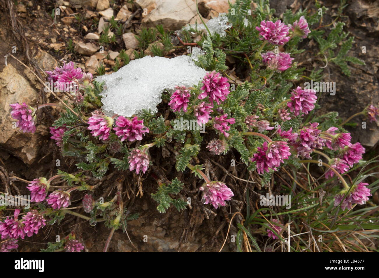 Mountain Kidney Vetch, Anthyllis montana in flower by melting snow; Monte Sibillini, Italy. Stock Photo
