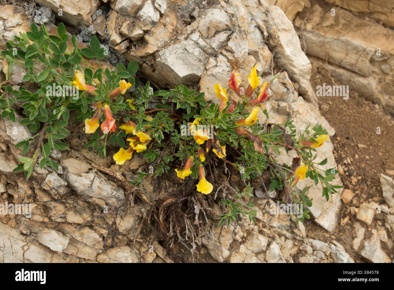 A shrubby dwarf broom,  Chamaecytisus spinescens; Monte Sibillini, Italy. Stock Photo