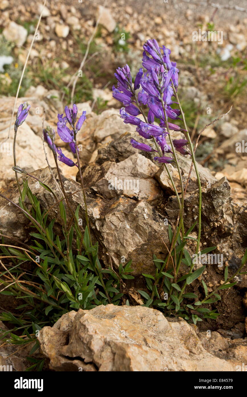 A blue form of Great Milkwort,Polygala major, Monte Sibillini, Italy. Stock Photo