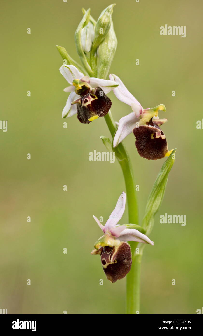Late Spider Orchid, Ophrys fuciflora in flower. Stock Photo
