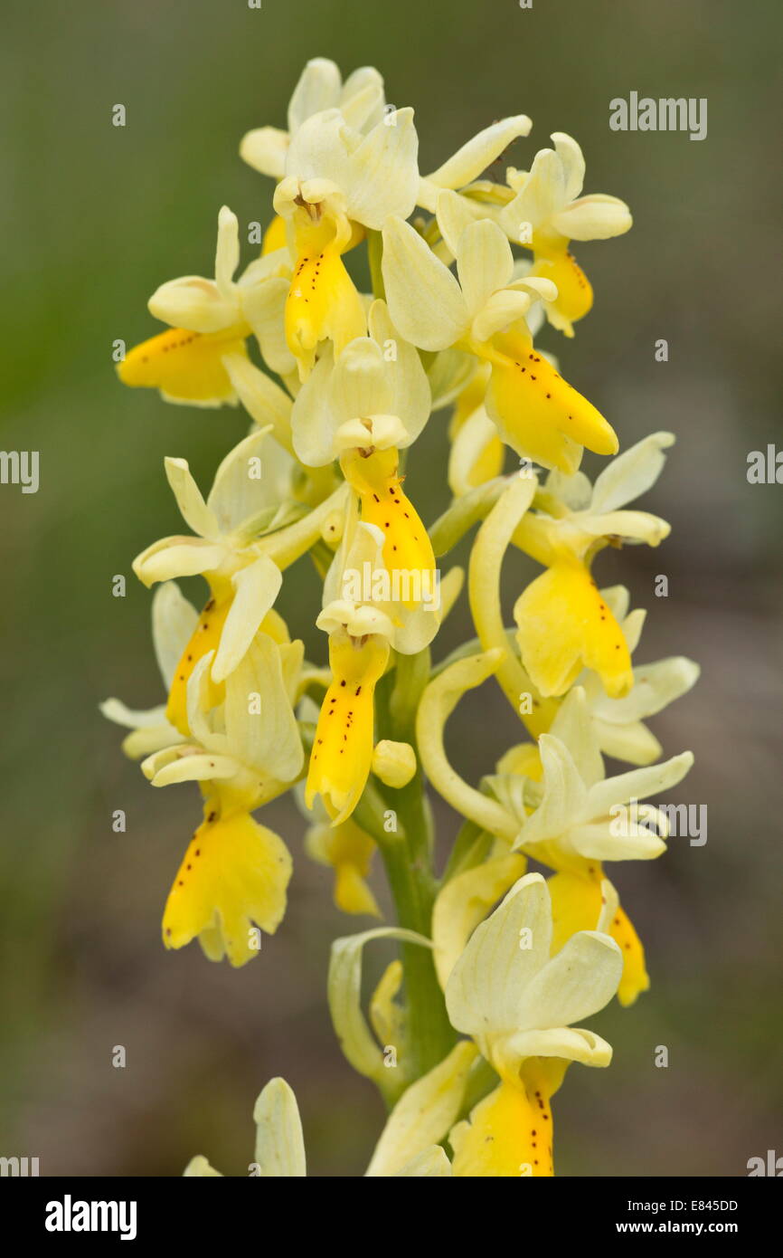 Few-flowered Orchid, Orchis pauciflora, in flower in spring.  Italy. Stock Photo
