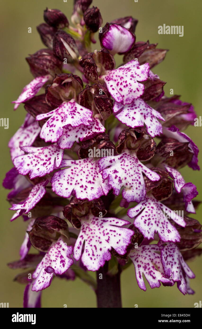 Lady Orchid, Orchis purpurea in flower, Italy. Stock Photo