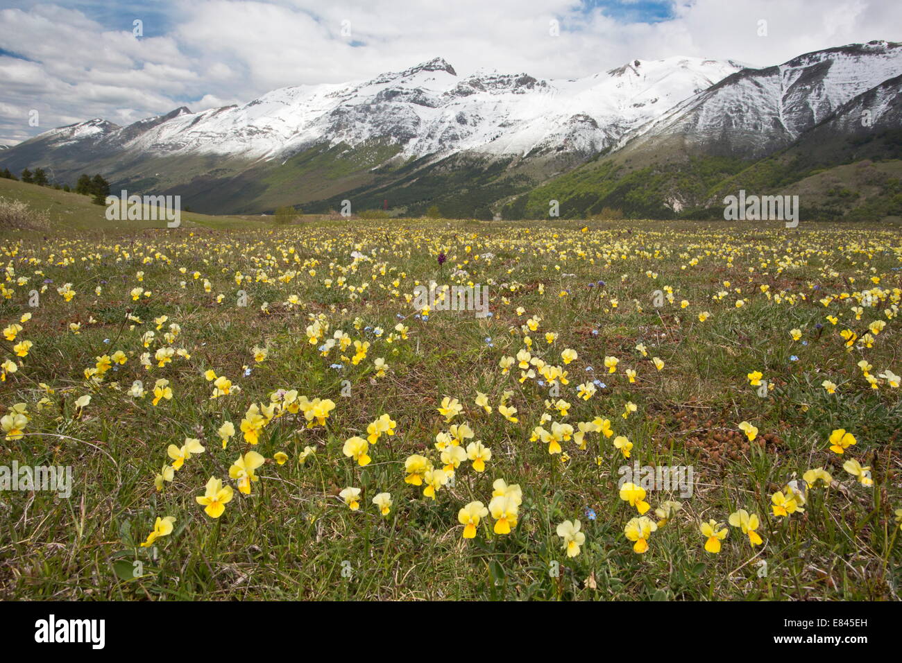 Masses of spring flowers, including Viola eugeniae, Gran Sasso d'Italia, looking  towards Monte della Scindarella, Apennines Stock Photo