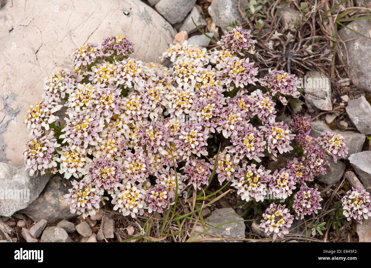 Apennean Pennycress, Thlaspi stylosum in Gran Sasso National Park Apennines, Italy. Stock Photo