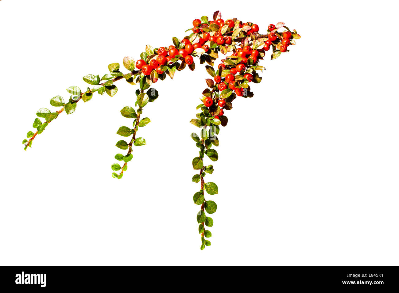Cotoneaster bullatus Hollyberry cotoneaster Stock Photo