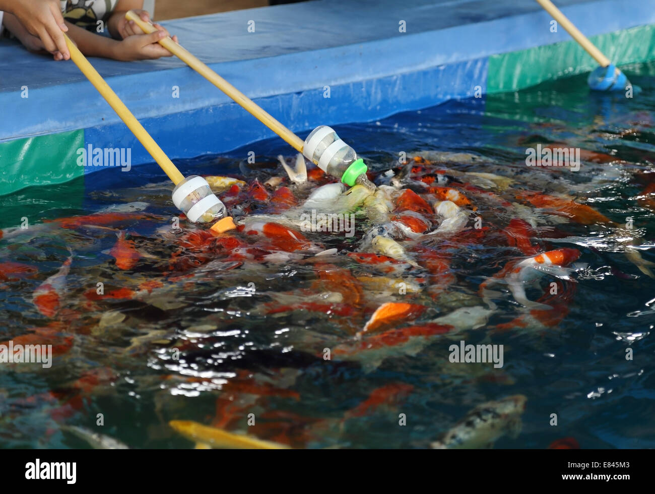 Feeding Koi fish with milk bottle in farm Stock Photo Alamy