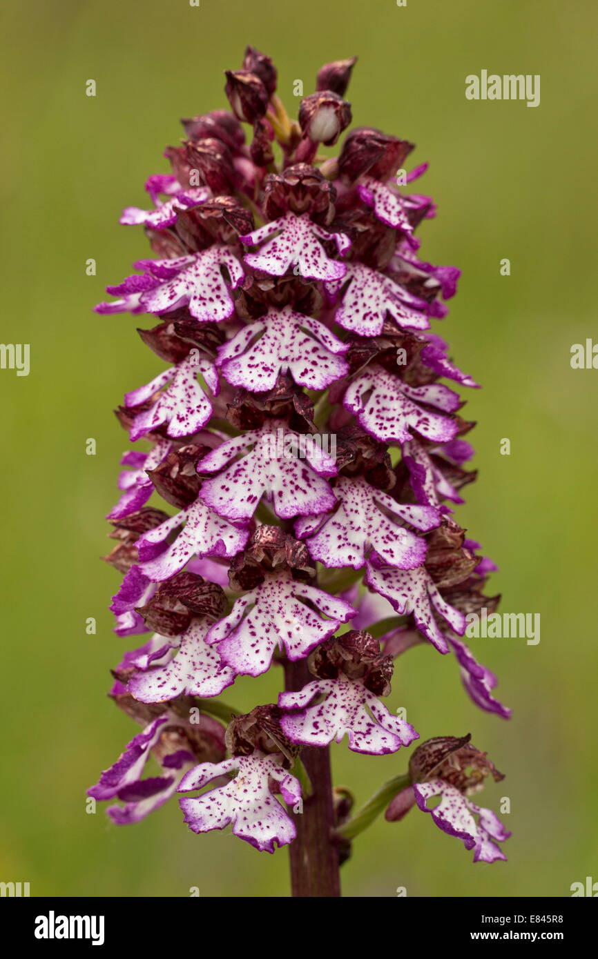 Lady Orchid, Orchis purpurea in flower, Italy. Stock Photo