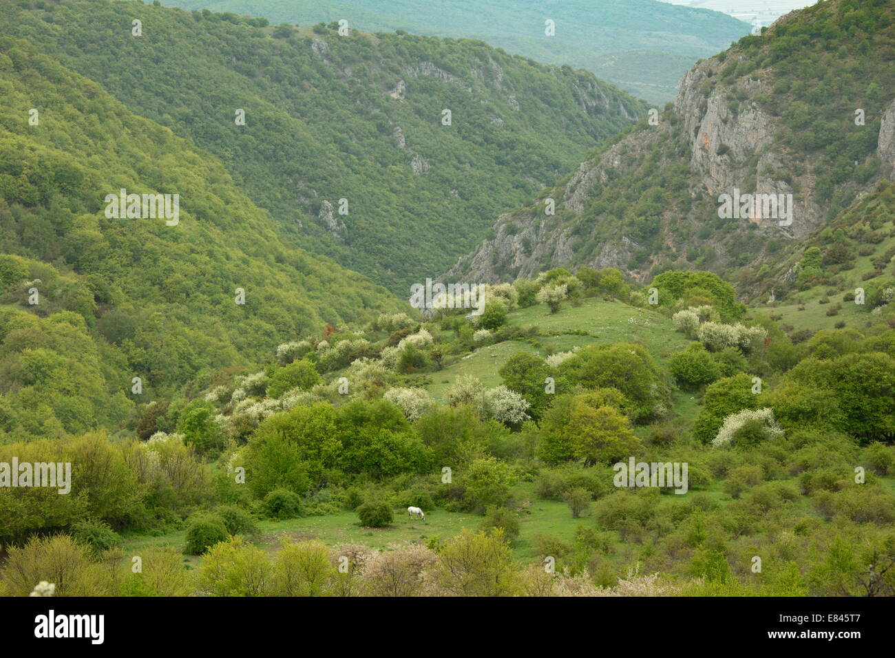 Prime Marsican Brown Bear habitat, below the bear-watching point at Gioia Vecchio, Abruzzo National Park, Italy. Stock Photo