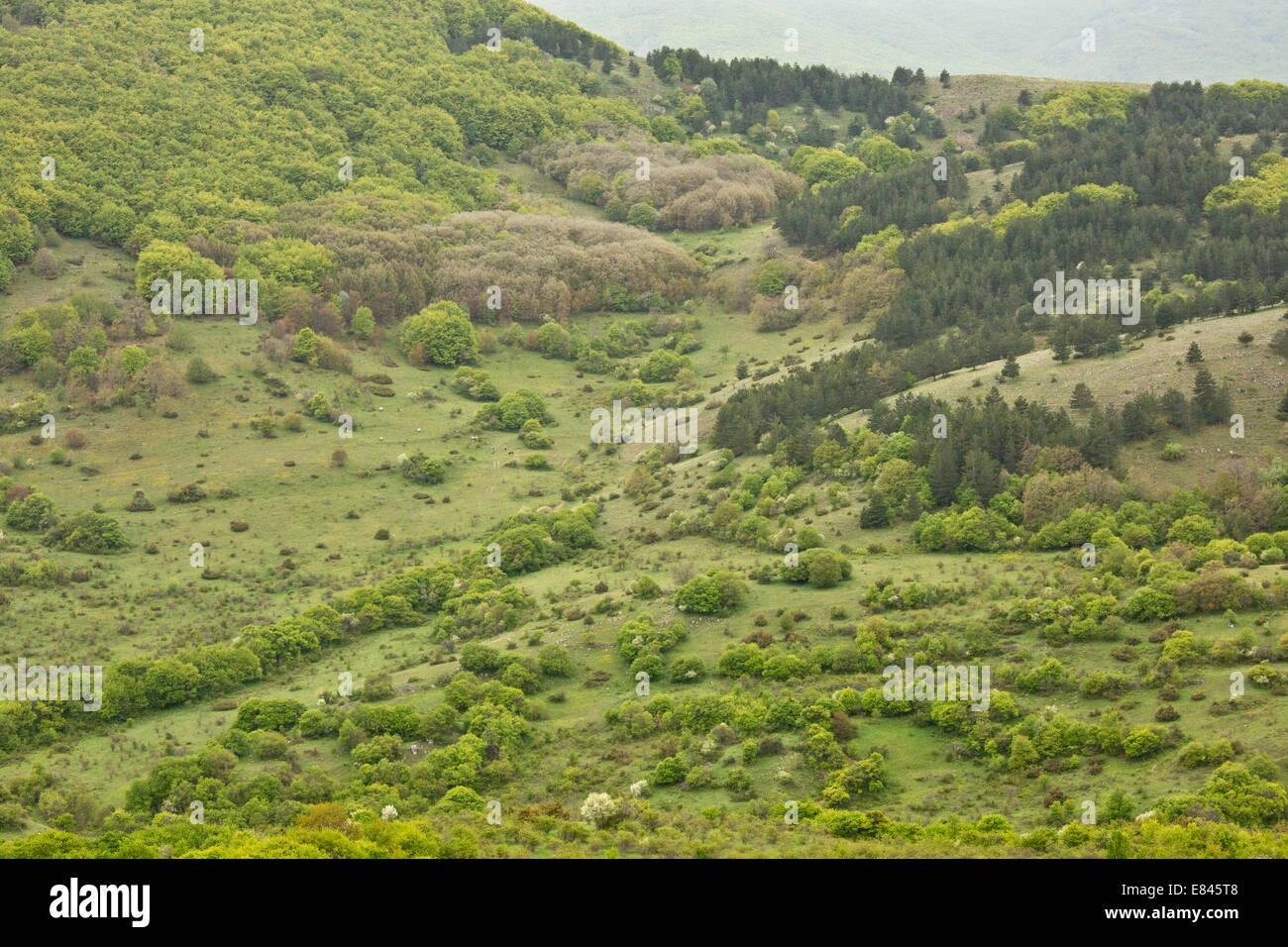 Prime Marsican Brown Bear habitat, below the bear-watching point at Gioia Vecchio, Abruzzo National Park, Italy. Stock Photo