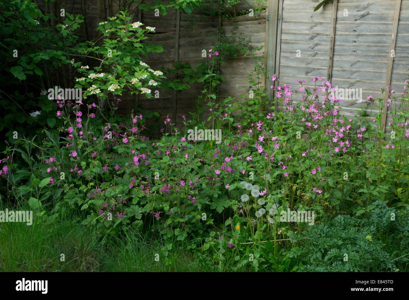 Wildlifefriendly garden, with flowery border and native shrub corner