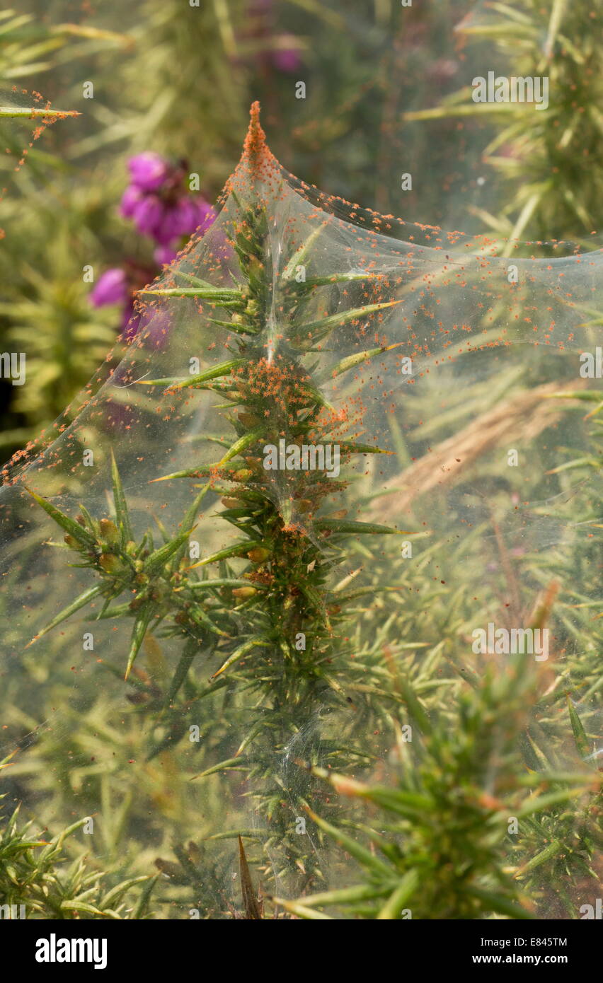 Gorse bush covered with Gorse spider mite, Tetranychus lintearius on Dartmoor. Stock Photo