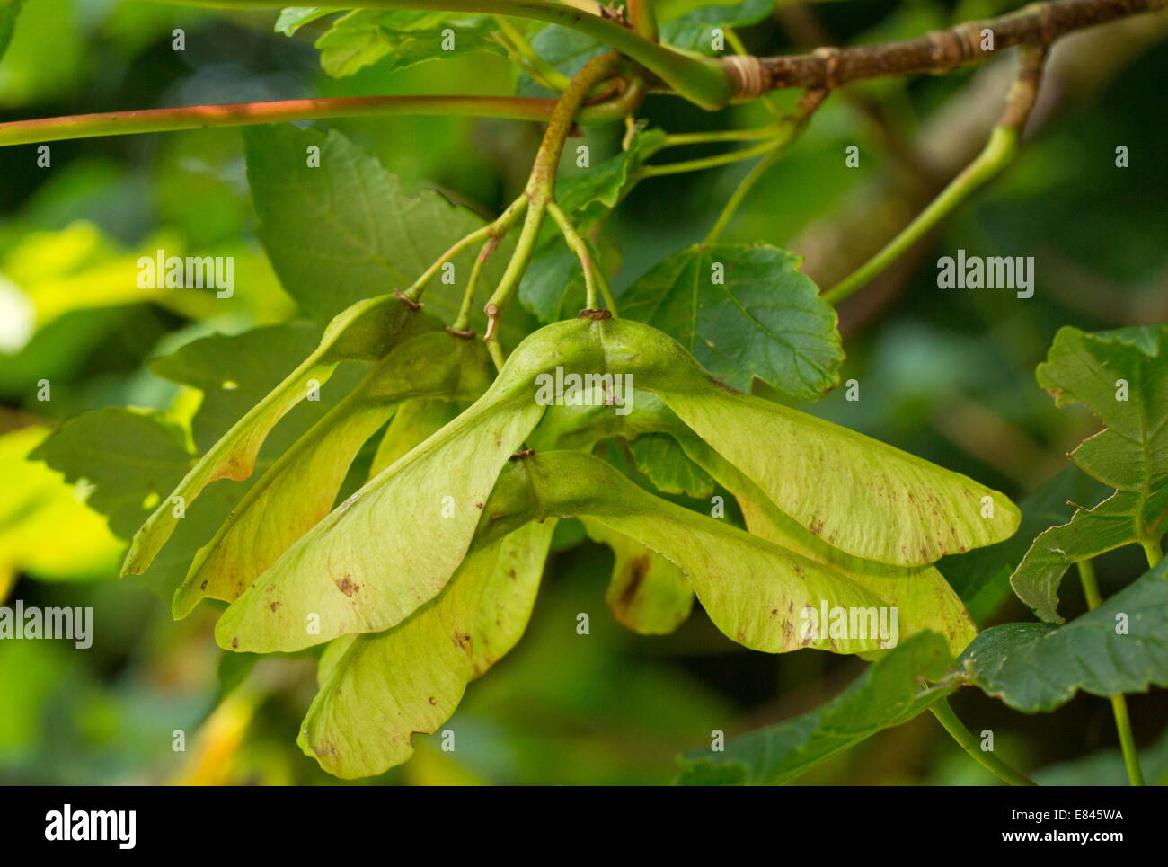Keys or fruits of Sycamore, Acer pseudoplatanus. Wind-dispersed. Devon. Stock Photo