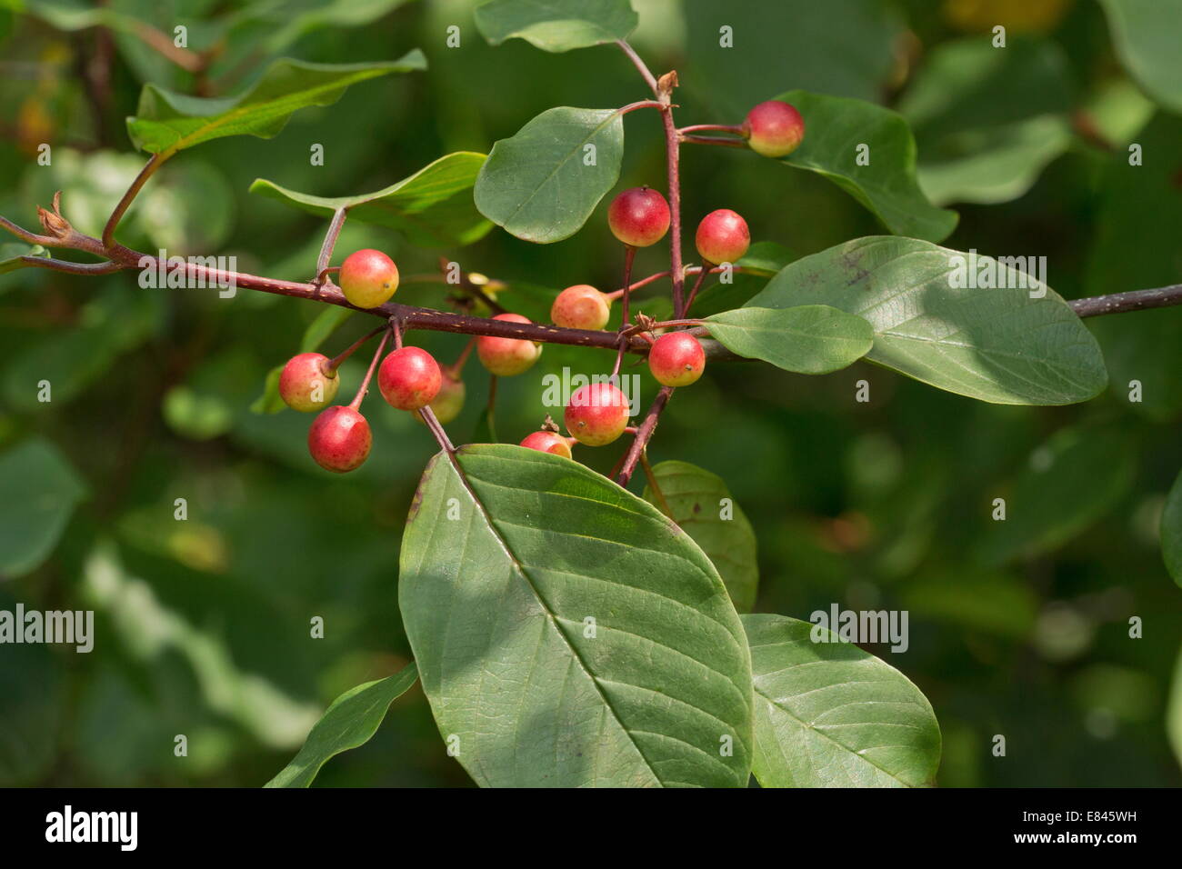 Alder buckthorn, Frangula alnus ripening berries. Foodplant of Brimstone butterfly. Dartmoor. Stock Photo