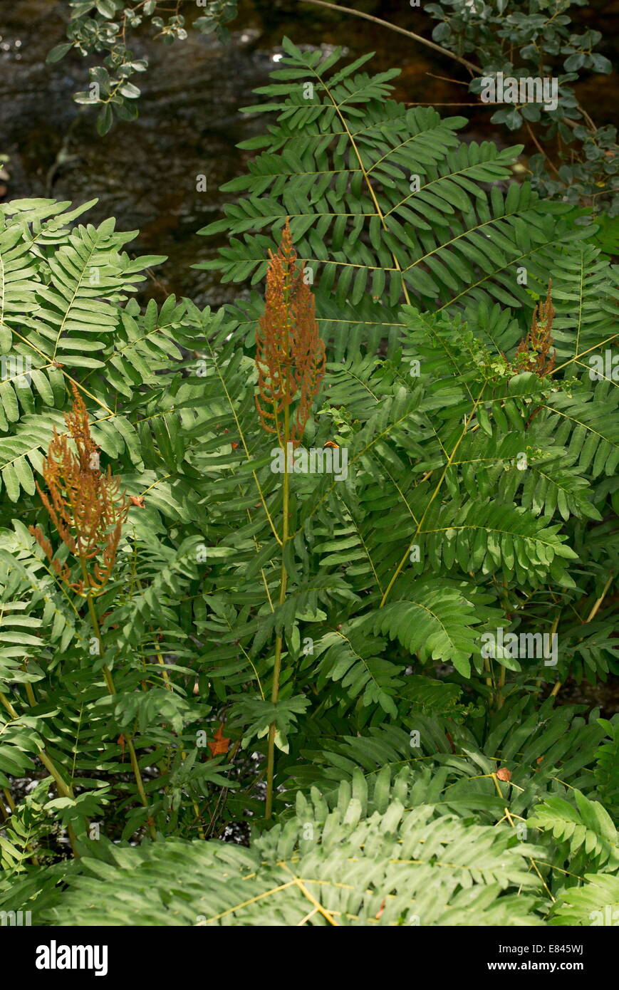 Royal Fern, Osmunda regalis with fertile fronds, on Dartmoor streamside. Stock Photo