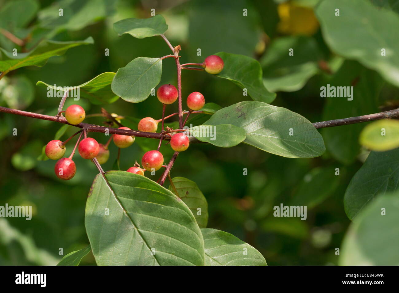 Alder buckthorn, Frangula alnus ripening berries. Foodplant of Brimstone butterfly. Dartmoor. Stock Photo