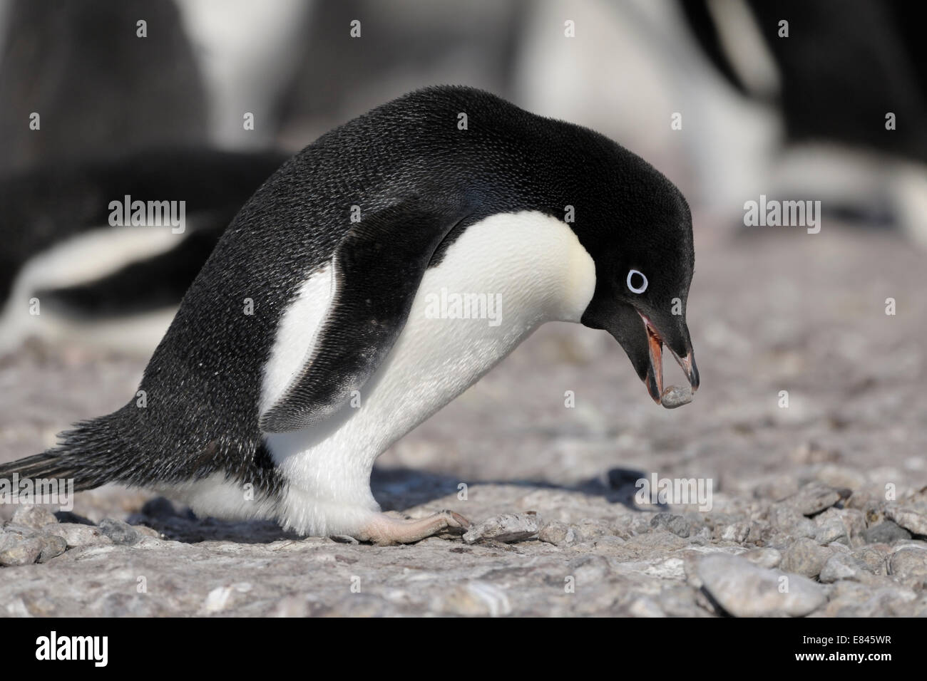 Adélie Penguin (Pygoscelis adeliae) stealing pebbles for it's nest on a beach, Cape Adare, Ross sea, Antarctica. Stock Photo