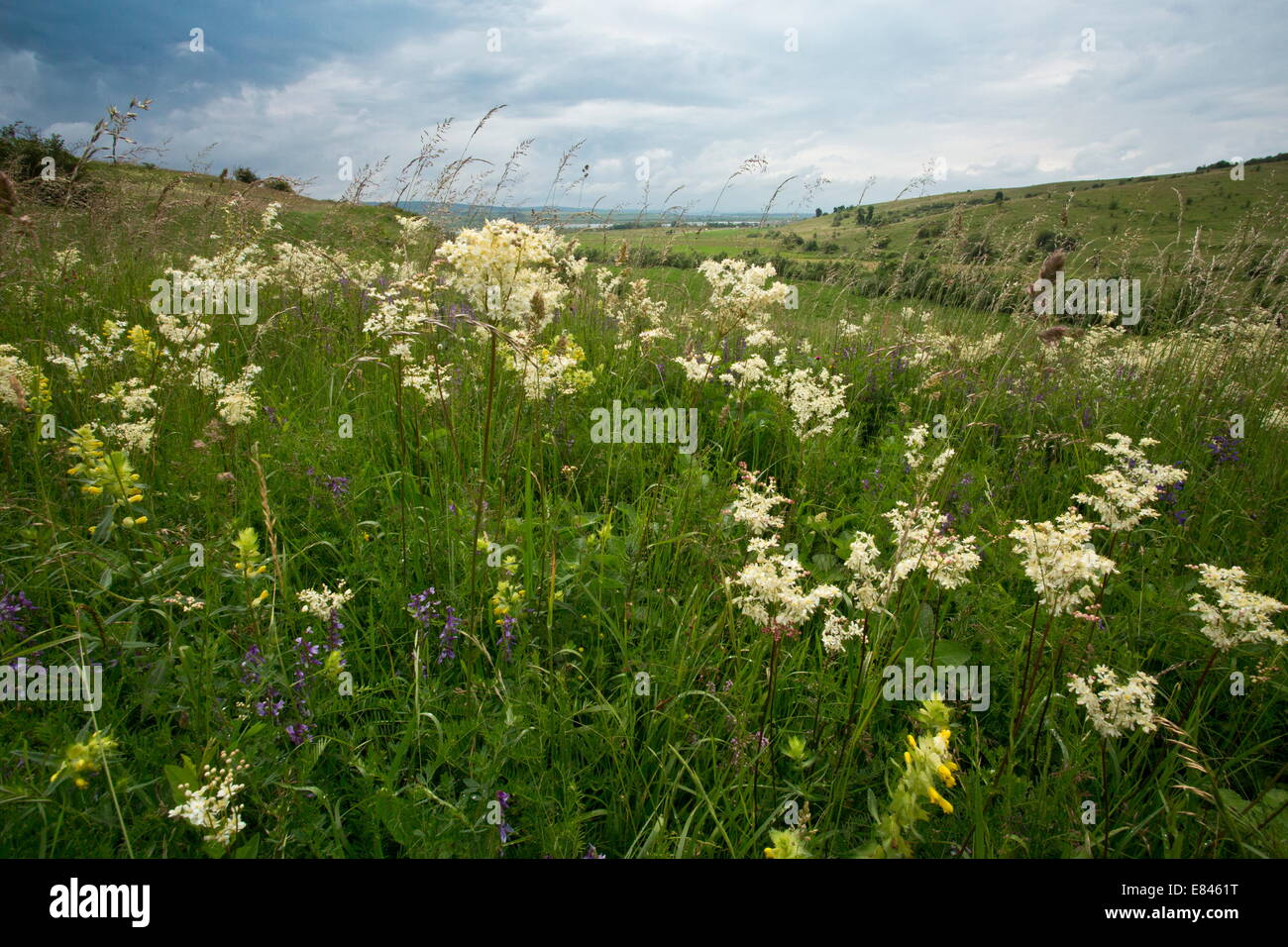 Meadow full of Dropwort, Filipendula vulgaris near Maierus, Transylvania, Romania Stock Photo