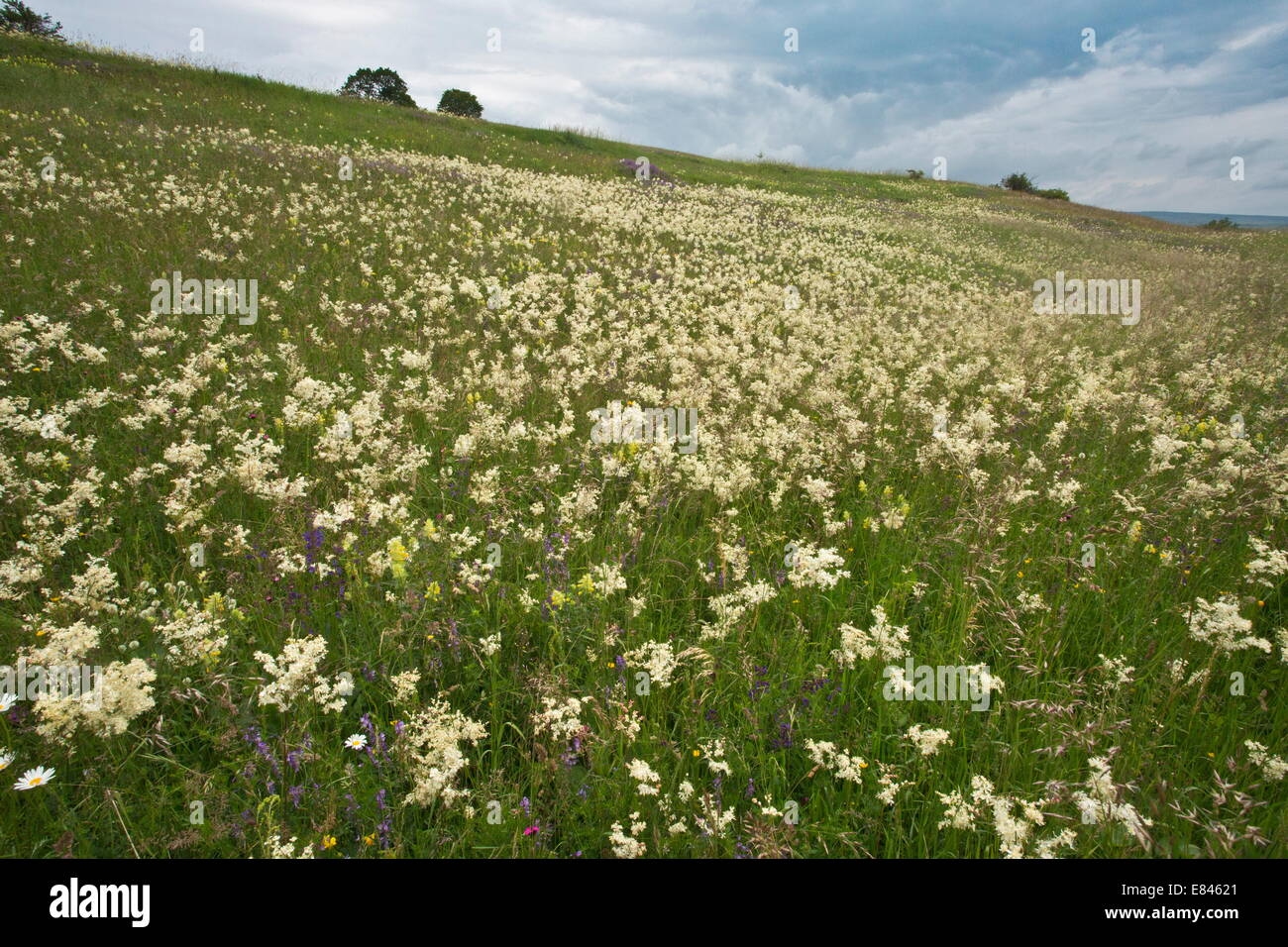 Meadow full of Dropwort, Filipendula vulgaris near Maierus, Transylvania, Romania Stock Photo