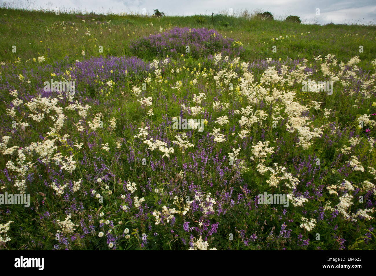 Meadow full of Dropwort, Filipendula vulgaris, vetches etc near Maierus, Transylvania, Romania Stock Photo