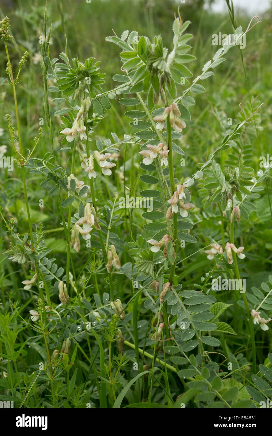 Hungarian Vetch, Vicia pannonica ssp. pannonica; fodder crop and wild plant. Romania Stock Photo