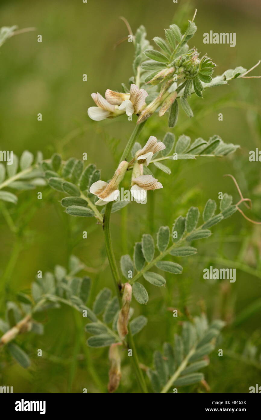 Hungarian Vetch, Vicia pannonica ssp. pannonica; fodder crop and wild plant. Romania Stock Photo