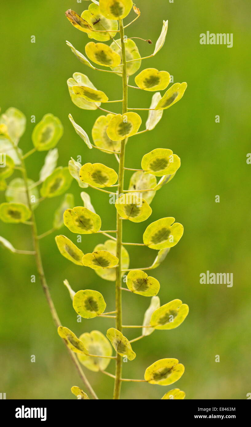 Field Penny-cress, Thlaspi arvense in fruit. Uncommon arable weed. Stock Photo