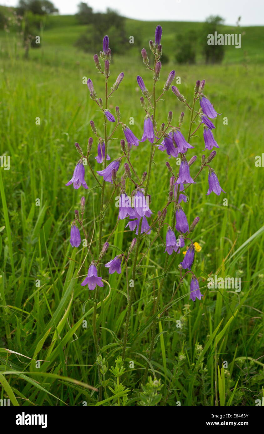 A bellflower, Campanula sibirica in transylvanian grasslands, Romania Stock Photo