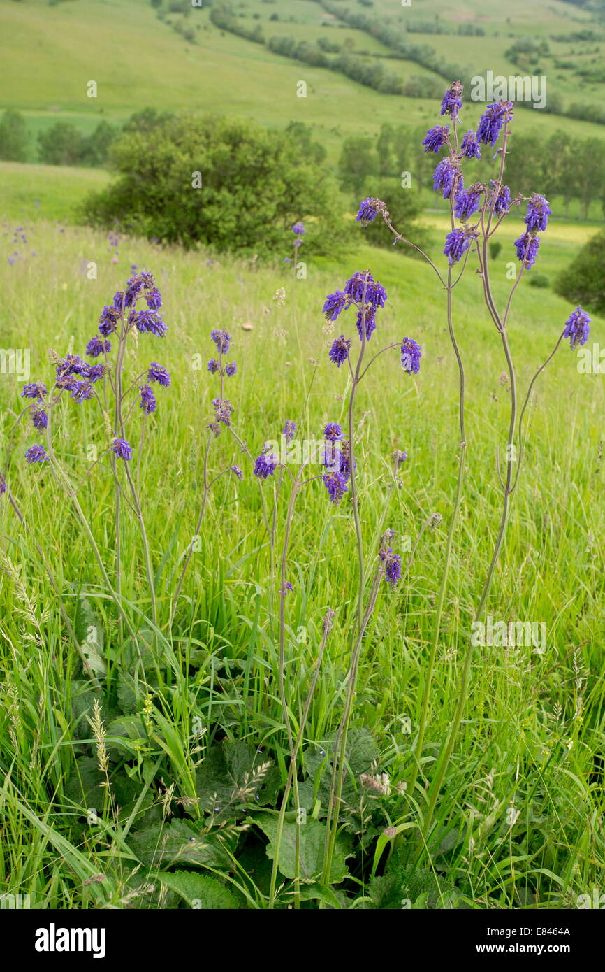 Nodding Sage, Salvia nutans in old grassland, Transylvania, Romania Stock Photo