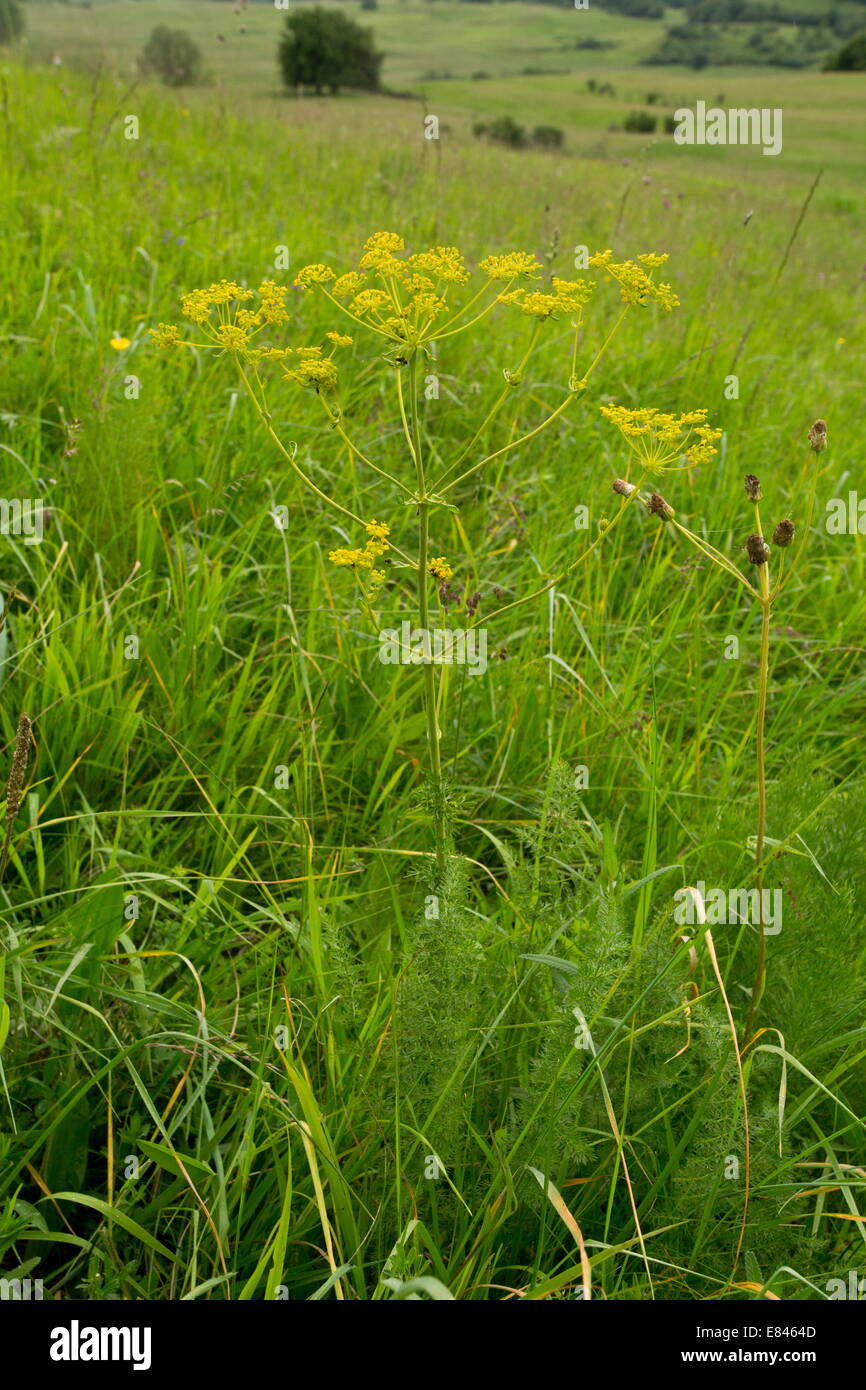 An umbellifer. Ferulago sylvatica; highly phototoxic. In grassland,  Romania Stock Photo