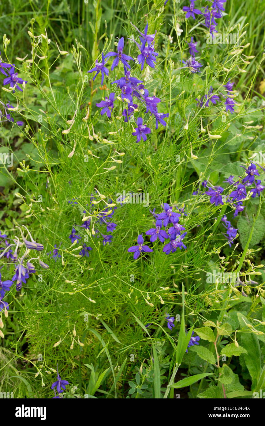 Forking Larkspur, Consolida regalis; annual cornfield weed. Romania Stock Photo