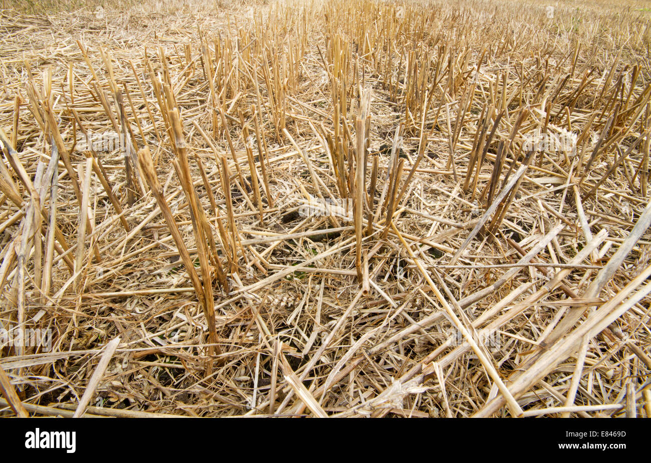 Farmland with stubble of wheat Stock Photo - Alamy
