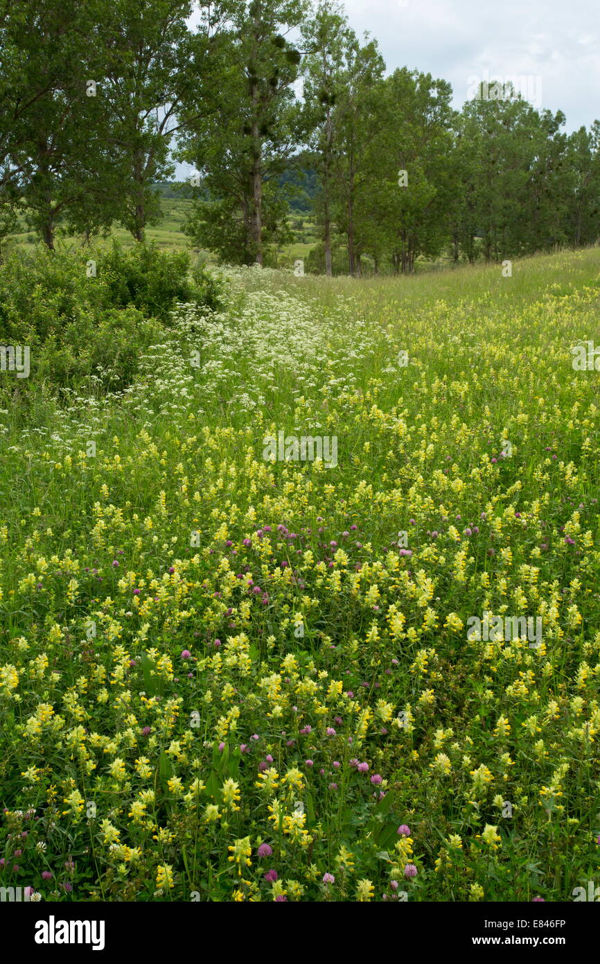 Mass of Yellow Rattle / Hay Rattle mainly Rhinanthus rumelicus in