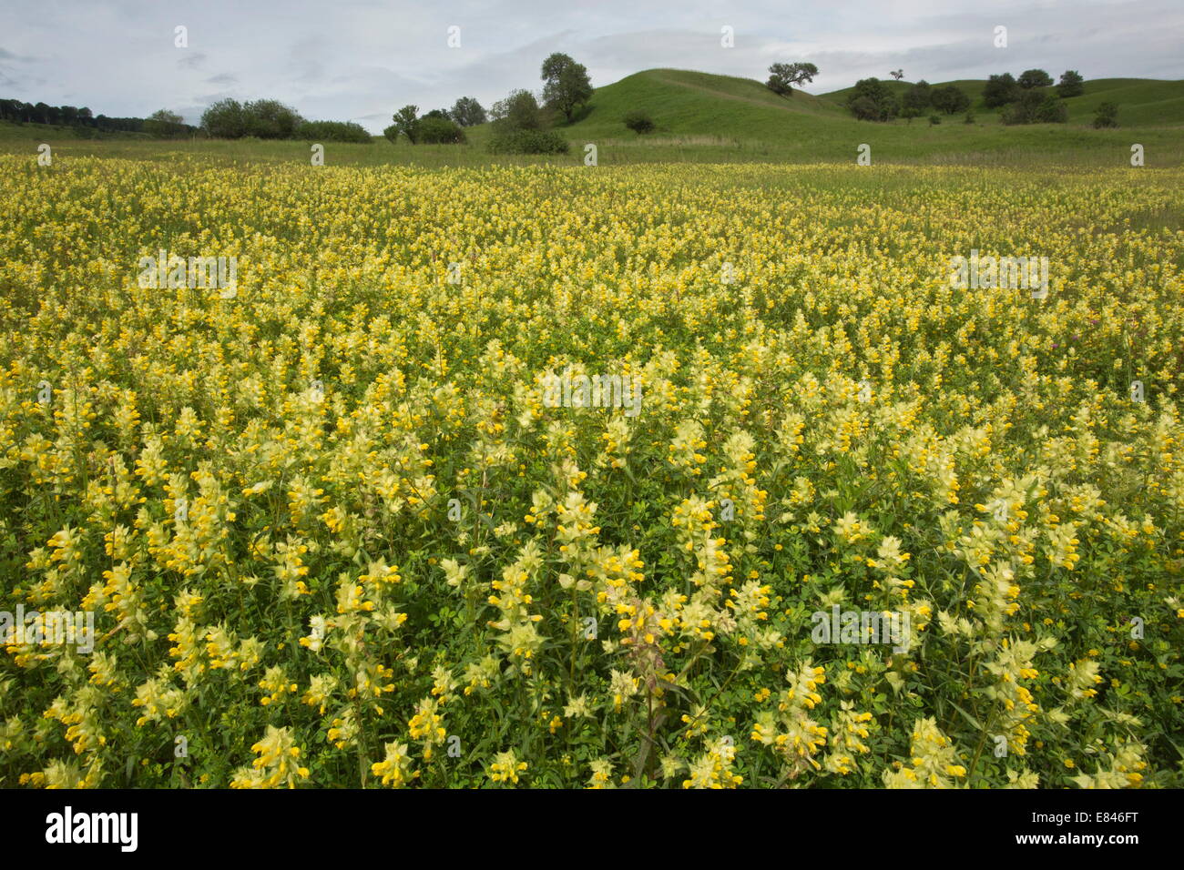 Mass of Yellow Rattle / Hay Rattle mainly Rhinanthus rumelicus in
