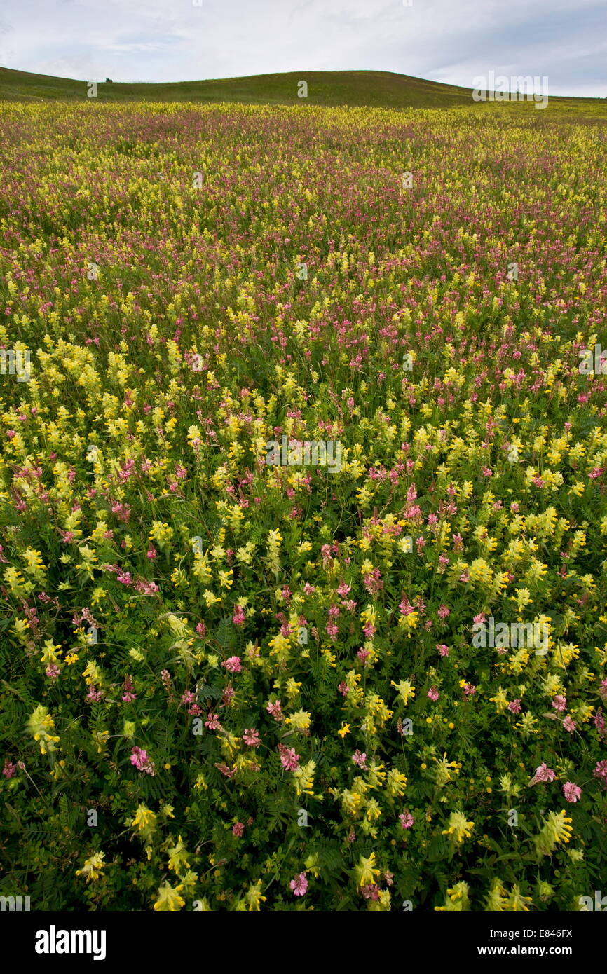 Mass of Yellow Rattle / Hay Rattle mainly Rhinanthus rumelicus with