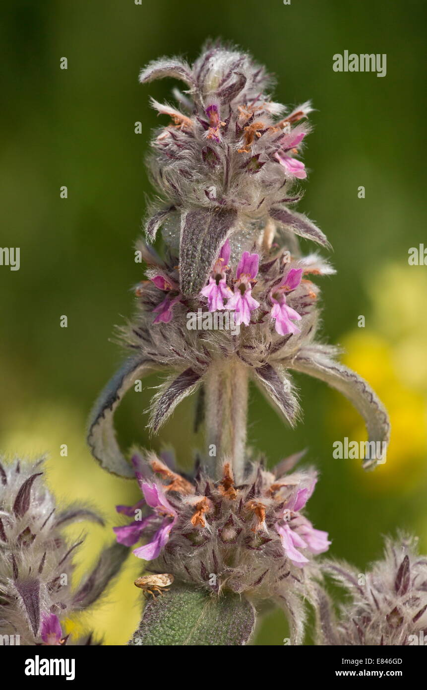 Downy Woundwort, Stachys germanica in flower on limestone. Very rare in UK. Stock Photo