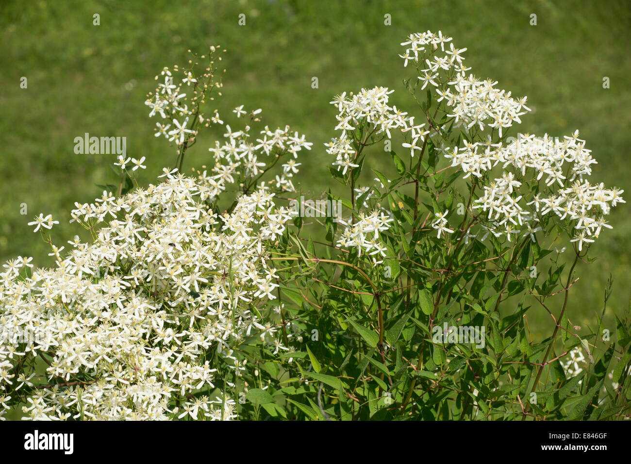 Upright clematis, Clematis recta, in flower in transylvanian grasslands.  Romania Stock Photo