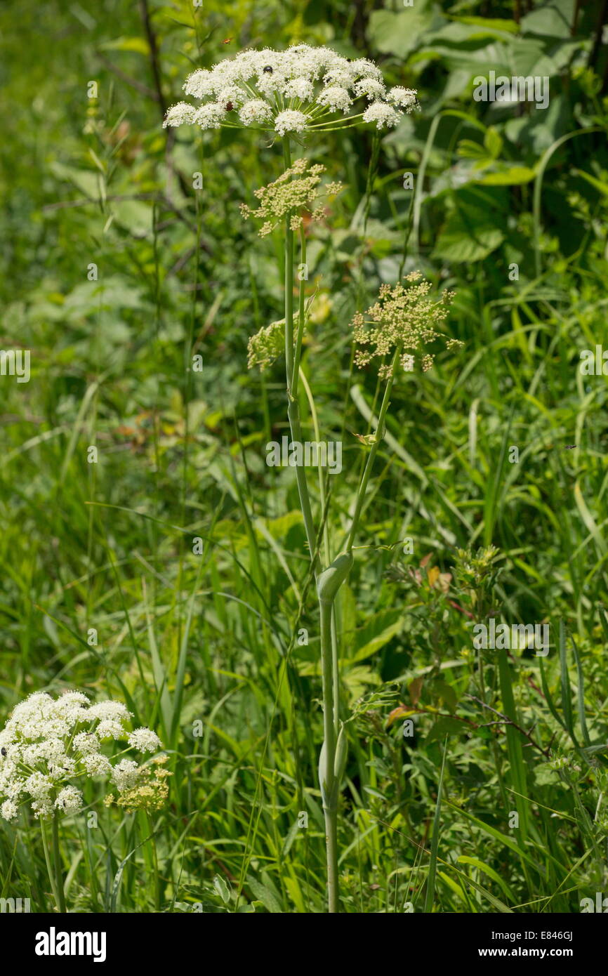 Broad-leaved Sermountain, Laserpitium latifolium;  Romania Stock Photo