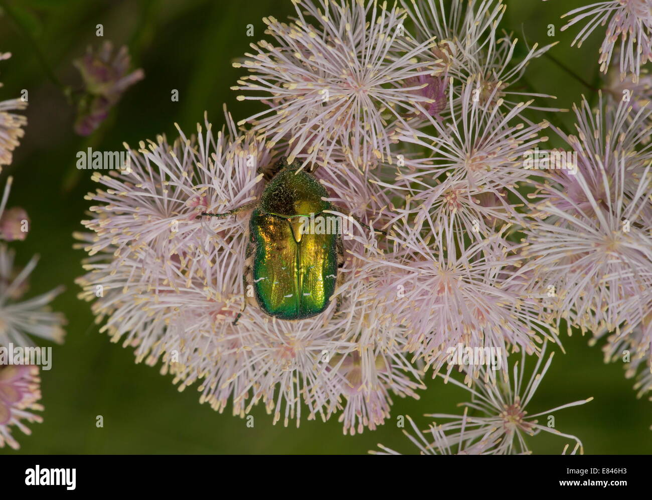 Rose Chafer, Cetonia aurata feeding on Large Meadow-rue flowers. Stock Photo