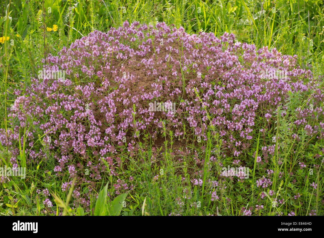 Old anthill covered with a wild thyme, Thymus glabrescens in old pasture, Romania. Stock Photo