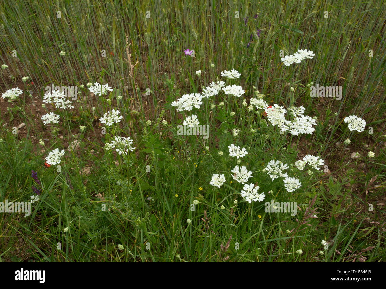 An umbellifer, Orlaya grandiflora, growing along the edge of a cornfield in Romania Stock Photo