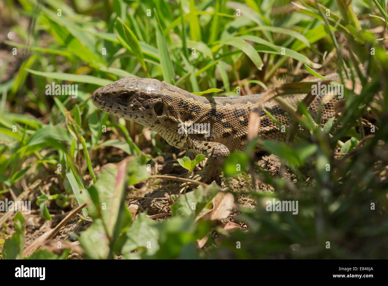 Sand lizards, Lacerta agilis, female in breeding season. Stock Photo