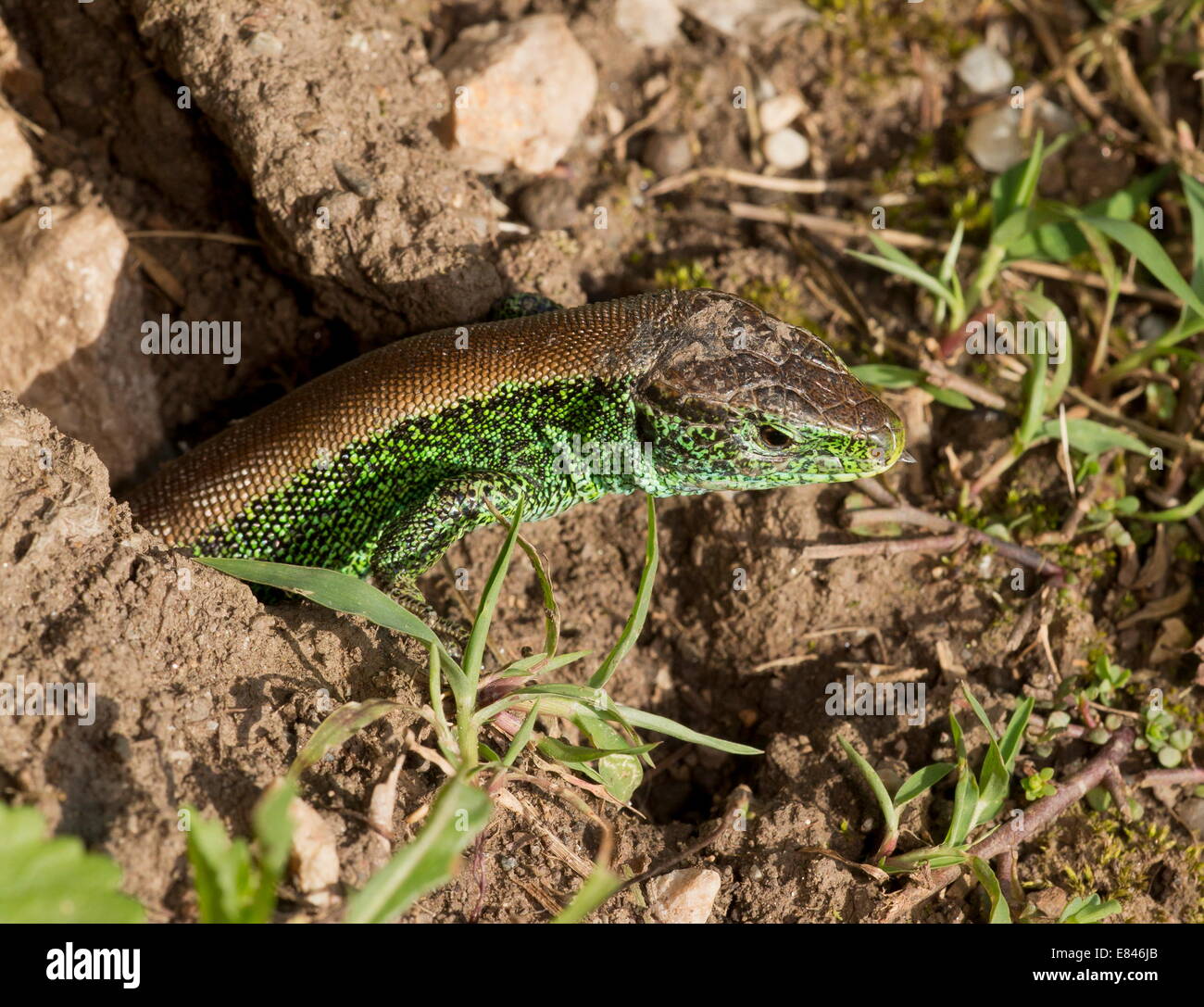 Sand lizards, Lacerta agilis, brightly-coloured male in breeding season ...