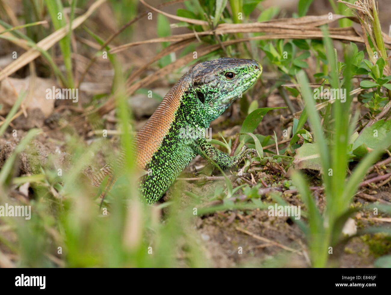 Sand lizards, Lacerta agilis, brightlycoloured male in breeding season