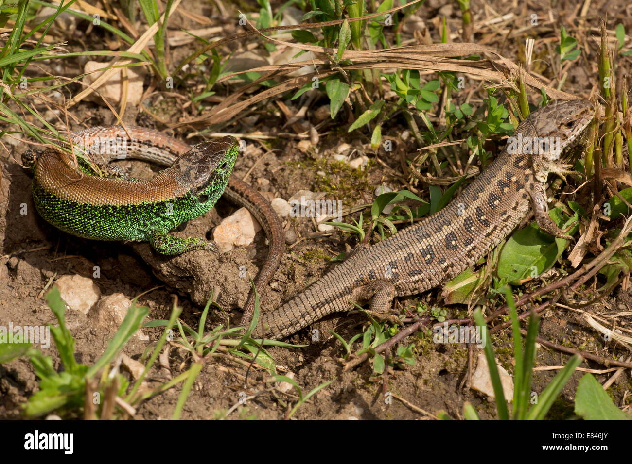 Sand lizards, Lacerta agilis, male and female courting, in breeding season. Stock Photo